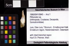 Foto (Objket + Etiketten) von Pithonoton sp. 